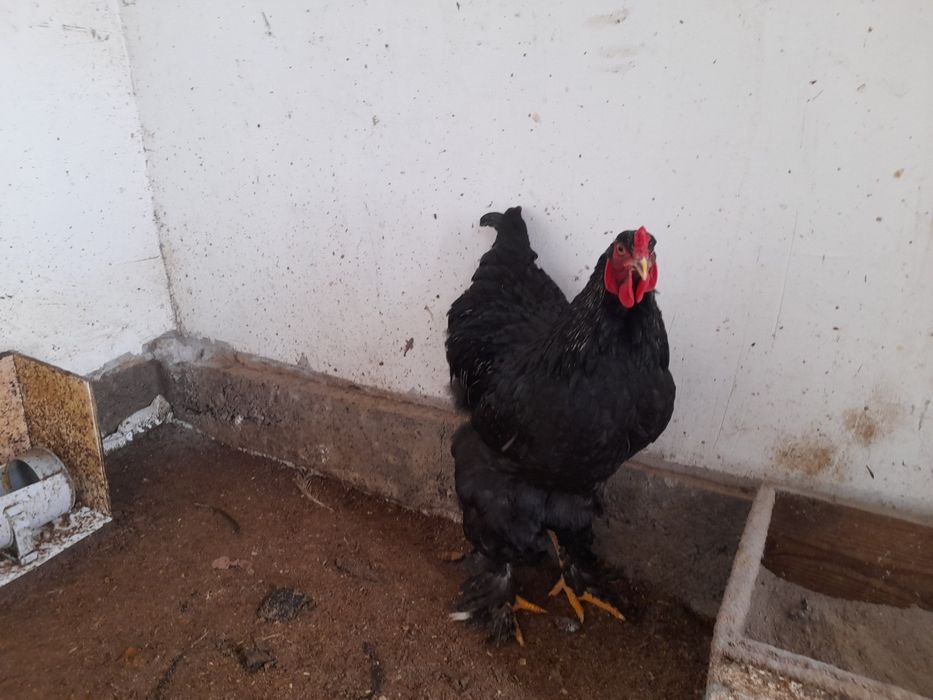 Продаются цыплята брама разного возраста от 1 до 7 месяцев