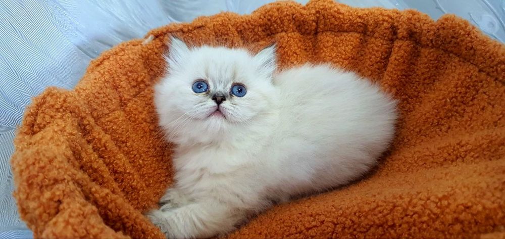 Элитная девочка Longhair Color Point • 2 мес • Отец WCF • Чистая линия