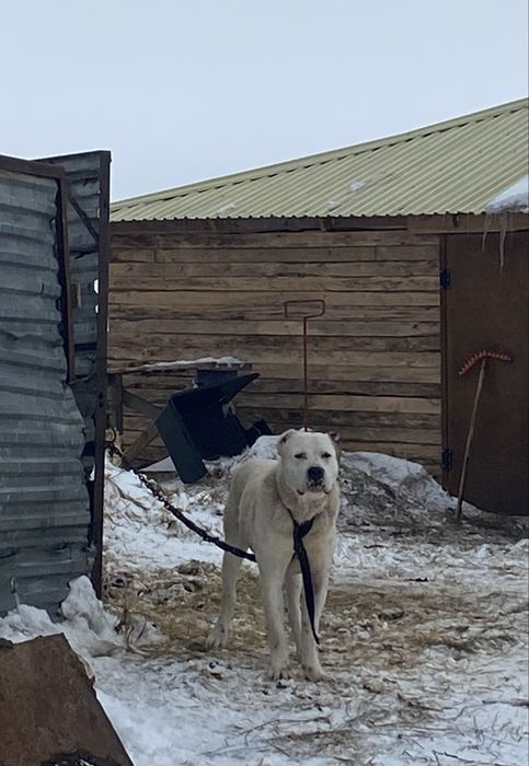 Алабай 7 айлык еркек срочно