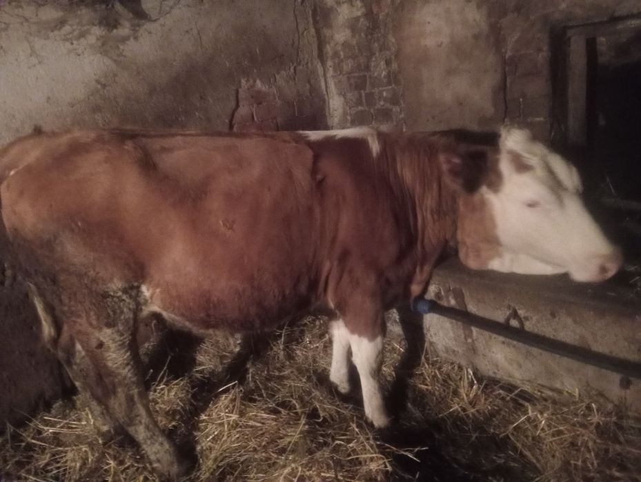 Baltata romaneasca fara coarne