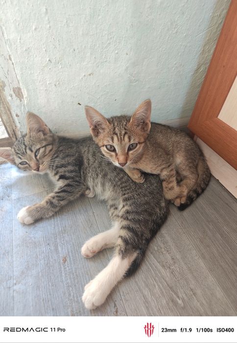Отдам котят даром