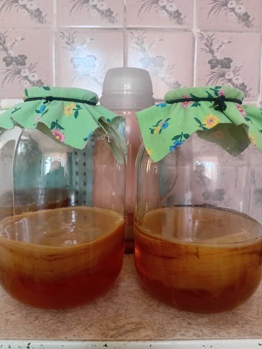 Чайный гриб большой