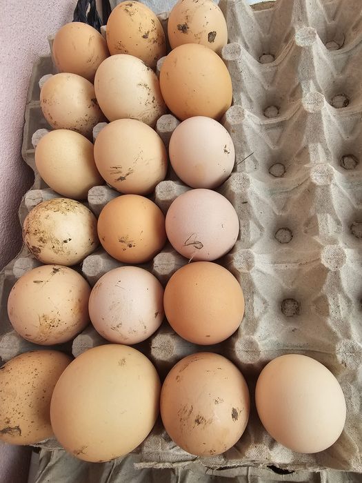 Ouă bio de la țară