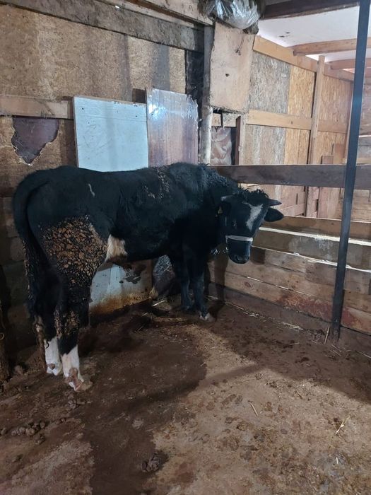 Продам бычков 5 шт