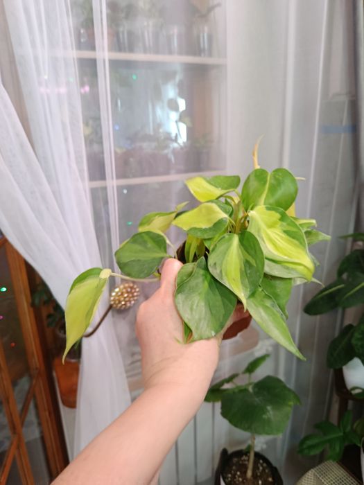 Продам комнатные цветы