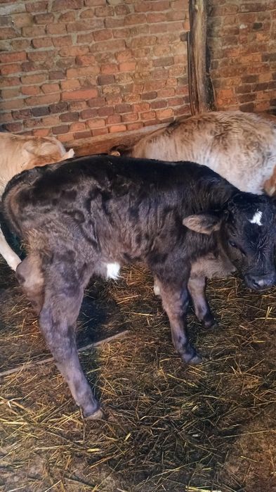 Vând 6 viței de monta