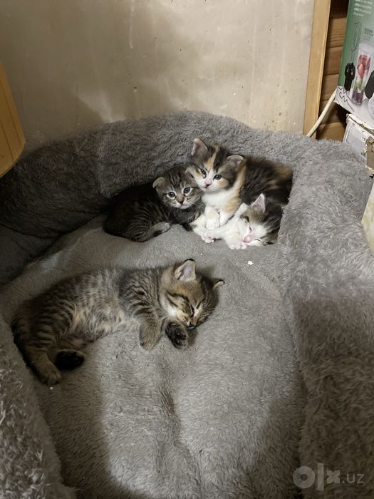 Котята Страйк Висло ушки смешиные