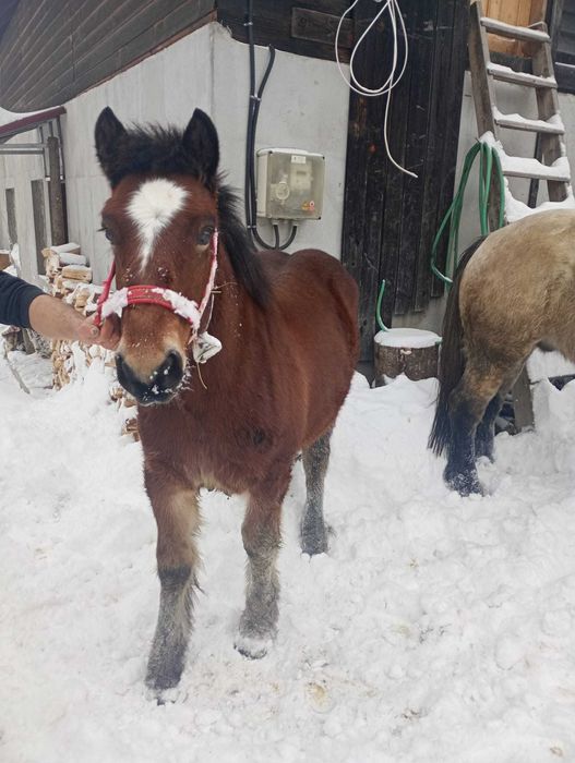 Vând mânz de 6 luni