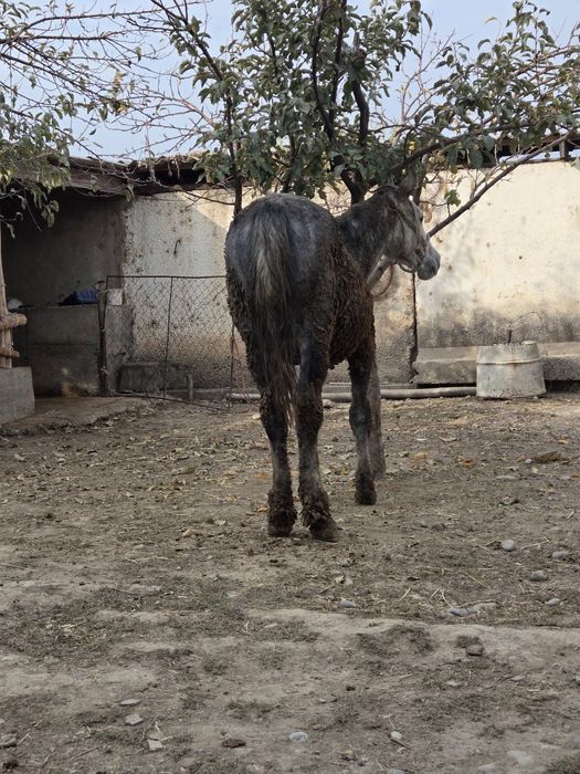 Сатылады тай линия
