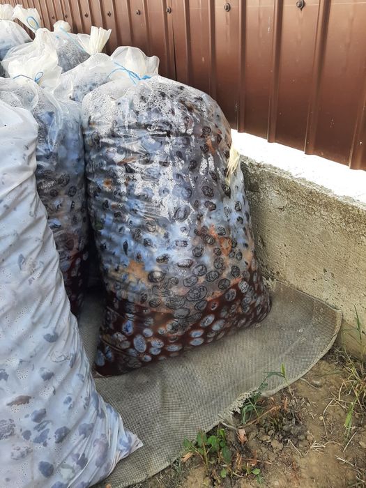 Vând prune pentru țuică