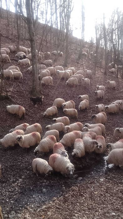 Vând oi 800 leibucata