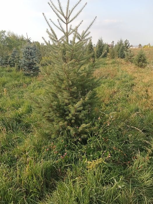 Пихта от 3 до 5метров