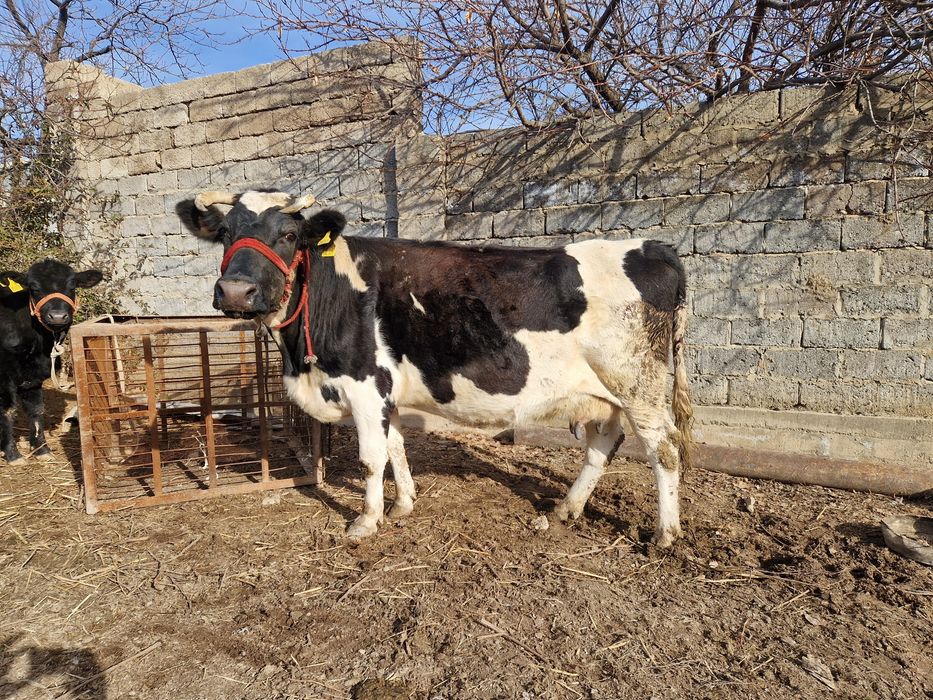 Бұзаулы сиыр сатылады