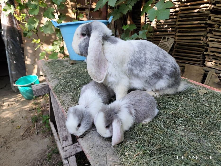Продаю французских баранов