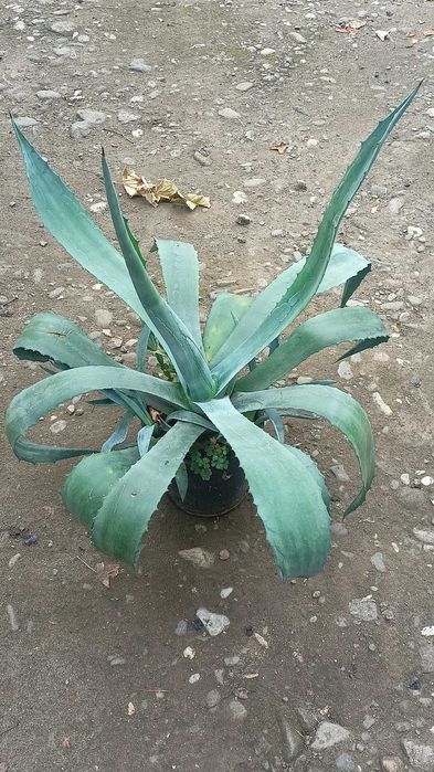 Agave  americana