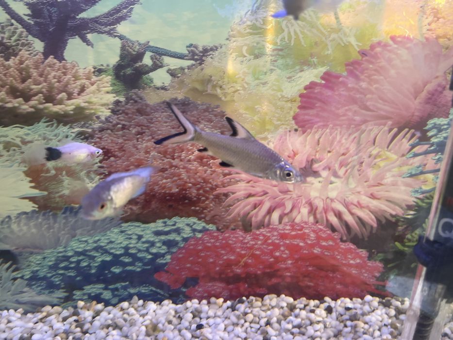 Продажа аквариумных рыб