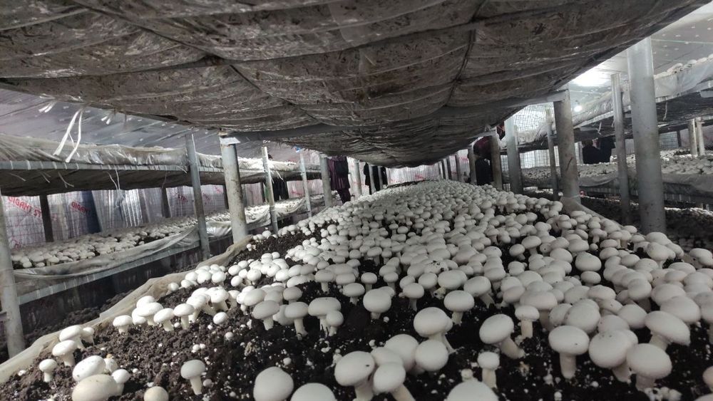 Енг зор бизнеси ургатамиз кузикорин шампиньон бизнеси