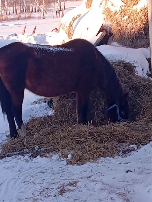Продам кобылу и жеребца