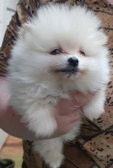Продам щенков Шпица