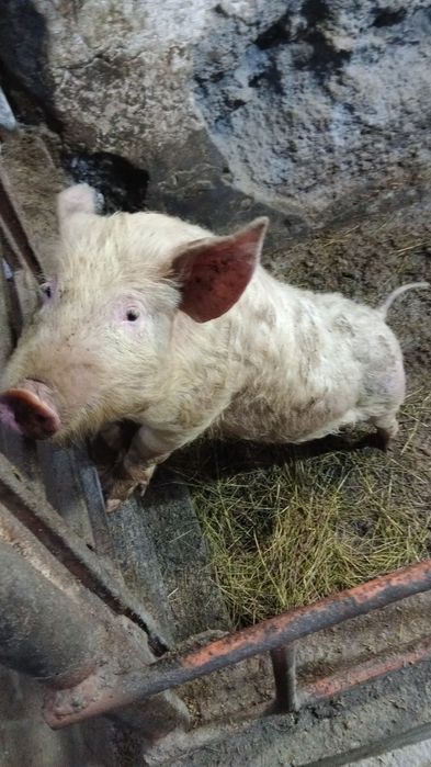 Поросята четыре месяца