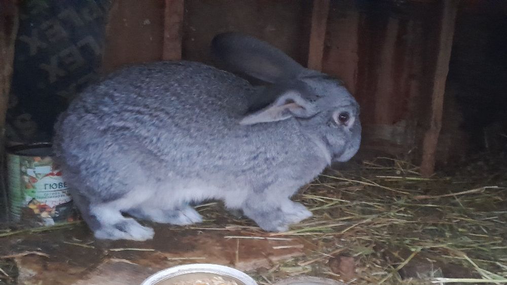 Продавам женски и  мъжки эайци на 5 месеца