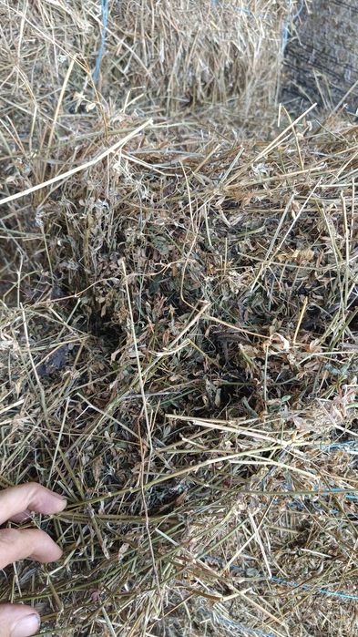 Vând baloți mari de fân și lucerna