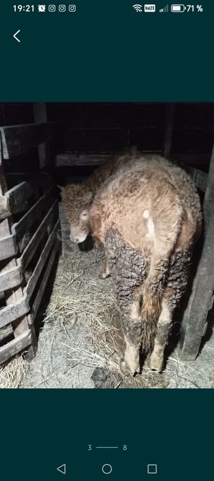 Продам корову и быка