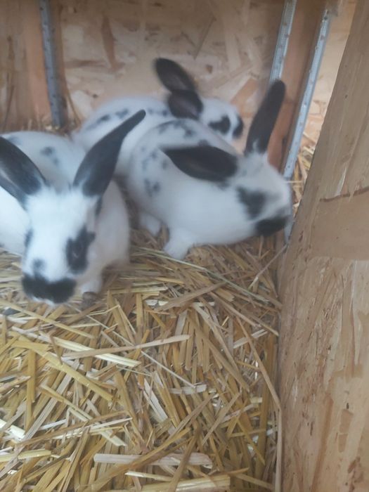 Продаются кролики крольчата куен болалари