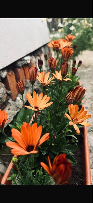 Остеоспермум остик