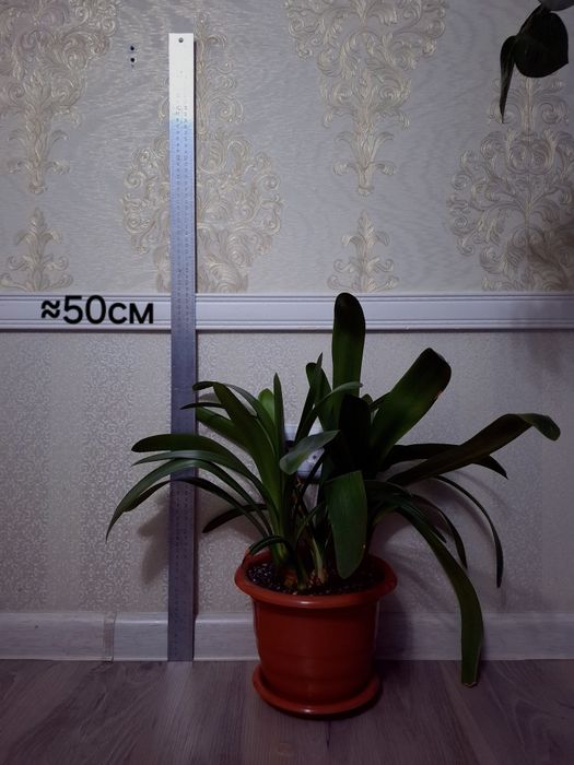 Комнатные растения Гиппеаструм