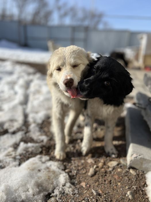 Отдам щенят в хорошие руки