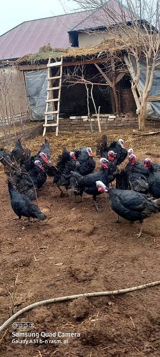 Сотилади ,соглам индуклар бар,