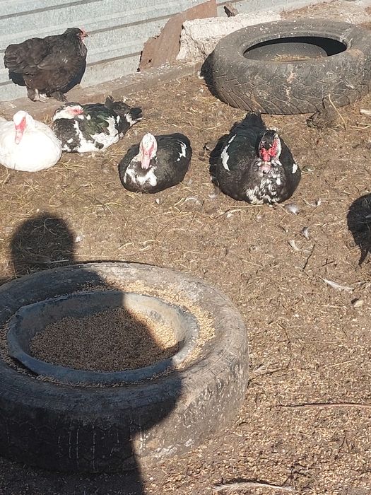 Гуси ,утки  индоутки