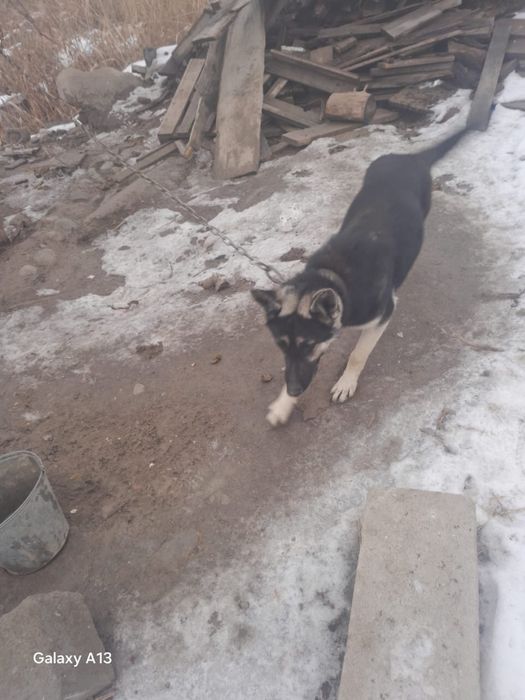 Европейская овчарка