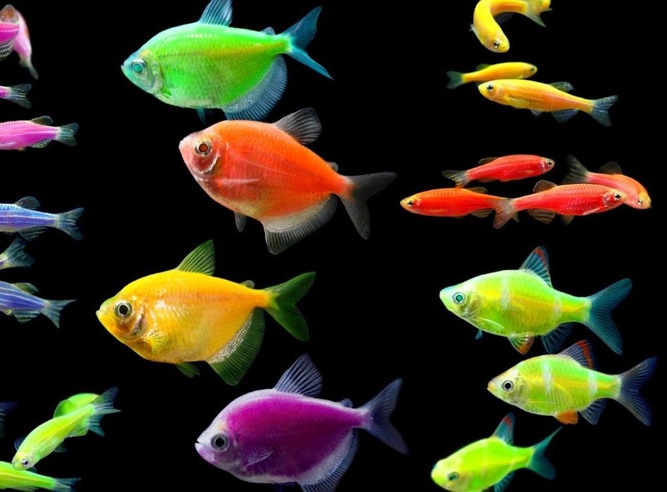 Аквариумные рыбки и растения