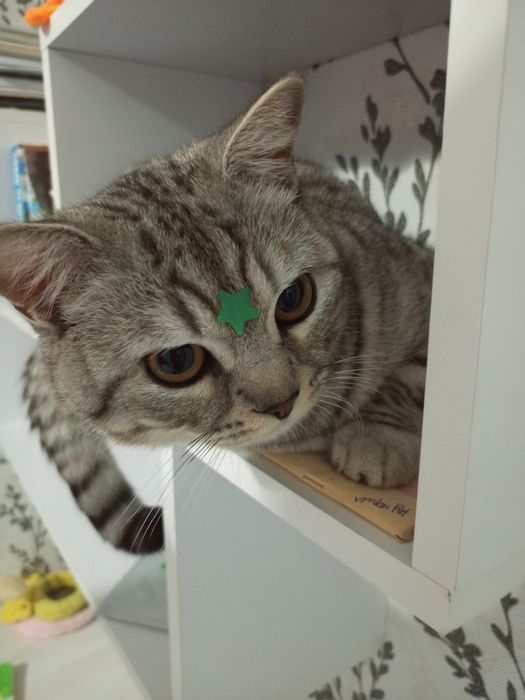 Вязка Кота, Скоттиш страйт