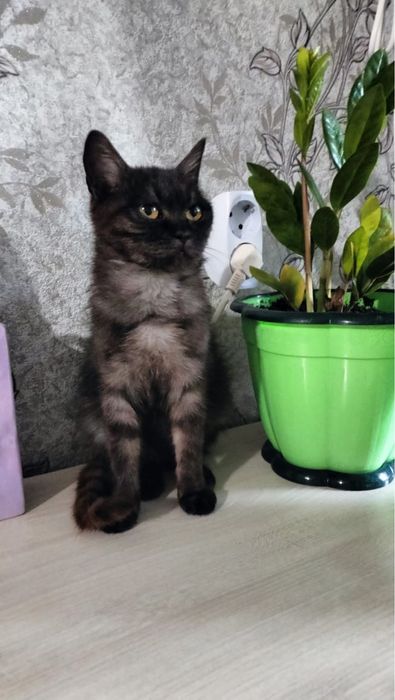 Отдам девочку в добрые руки.