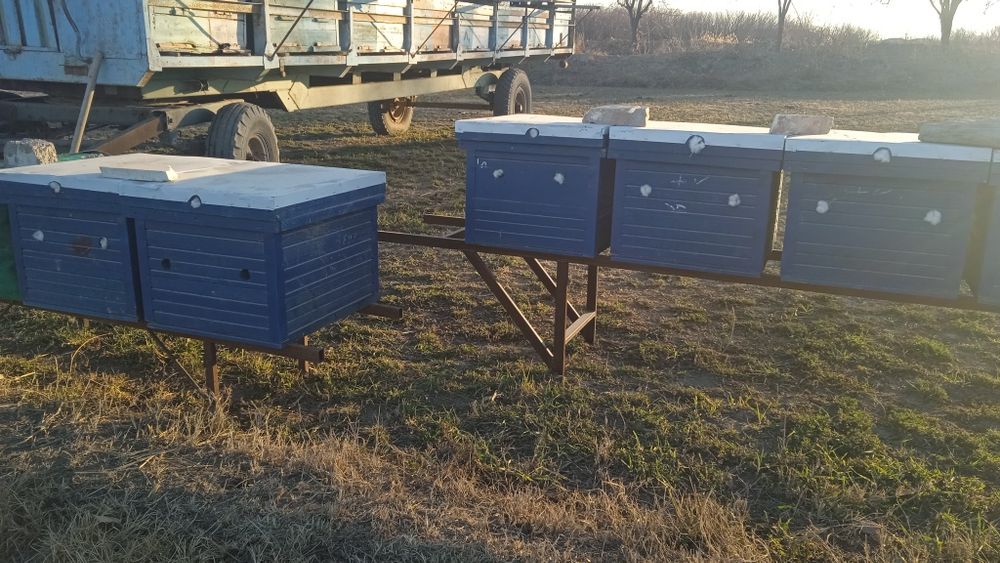 Asal ari oilasi sotiladi