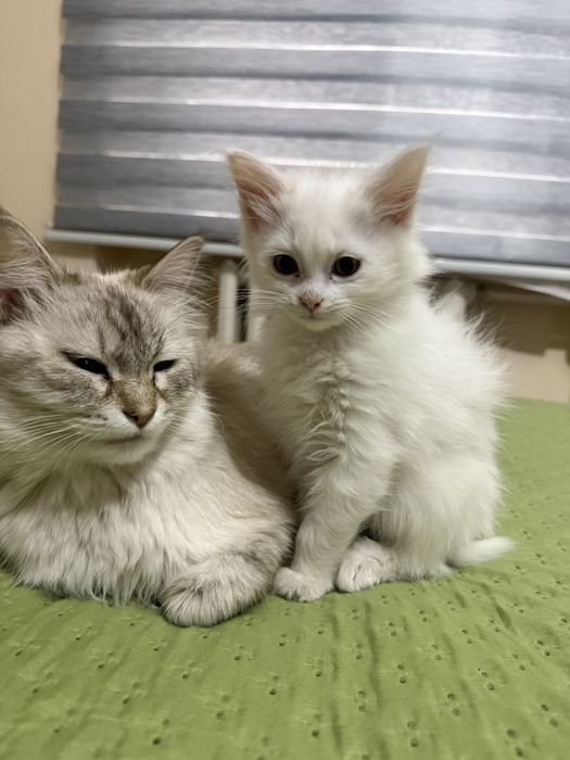 Продаю домашнюю котёнка