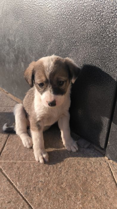 Собаки совершенно бесплатно