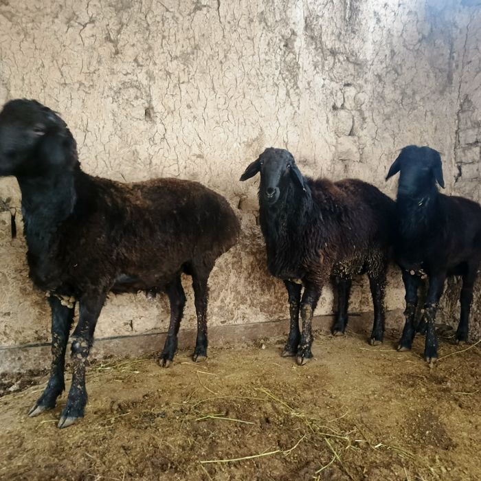 Qozi qochqorla zoridan