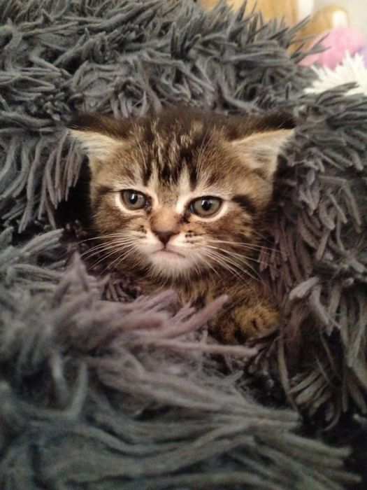 Котёнок Скотиш страйт