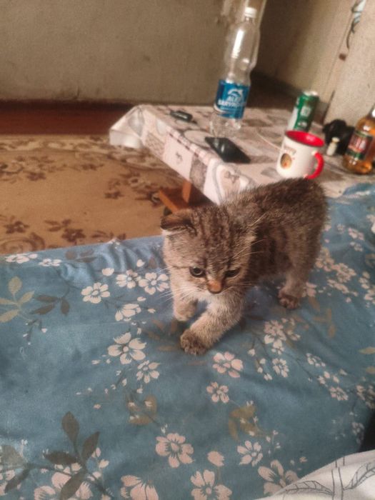 Шотландский вислоухий котик