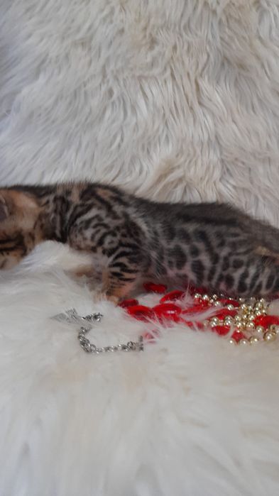 Продам бенгальских котят