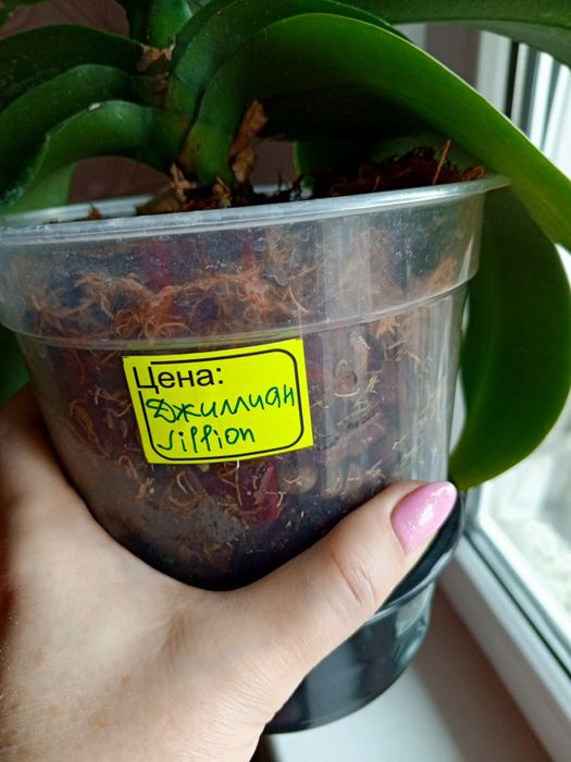 Цветущая орхидея Джиллиан