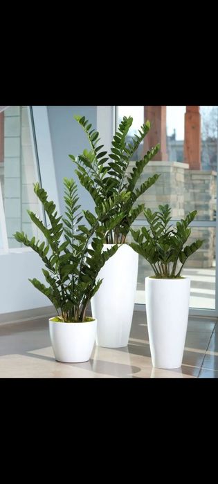 Замиокулькас Долларовое дерево растение Доллар