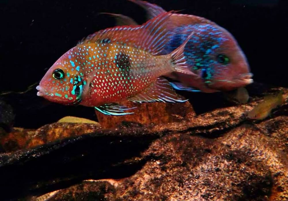 Акаариум баликлари Зоомагазин Кеша