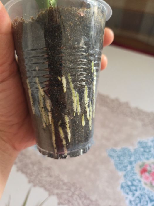 Продам не дорого