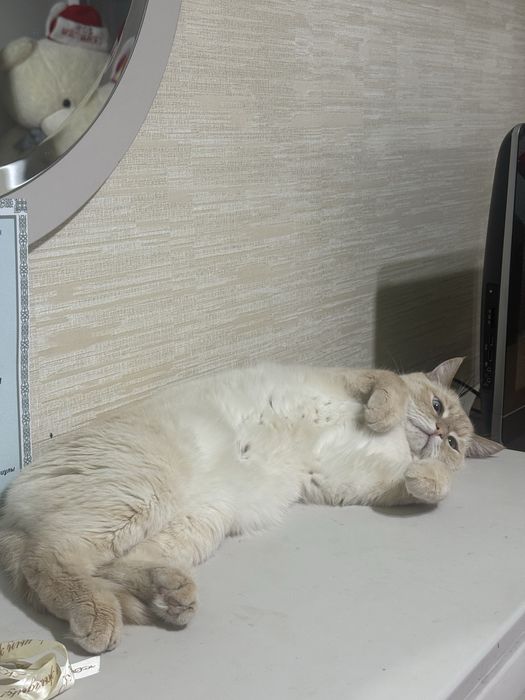Отдам Кота в ОЧЕНННЬ добрые руки