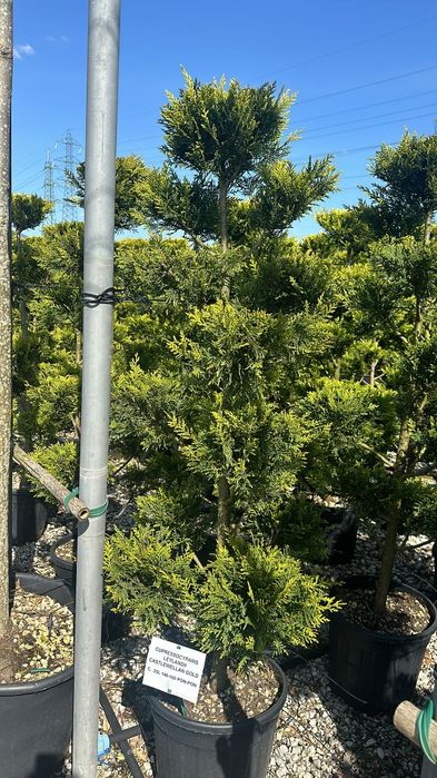 Evropa ignabargli va manzarali darahtlari